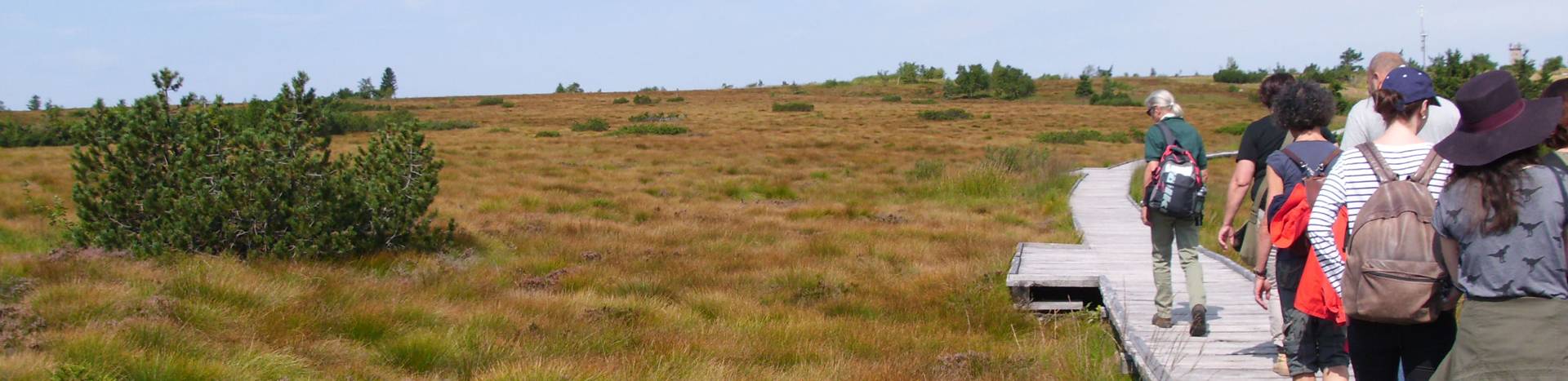 Wandergruppe auf dem Hochmoorweg auf der Hornisgrinde
